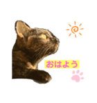 ねこのカワウソちゃん（個別スタンプ：1）