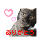 ねこのカワウソちゃん（個別スタンプ：3）