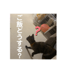 ねこのカワウソちゃん（個別スタンプ：6）