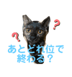 ねこのカワウソちゃん（個別スタンプ：7）