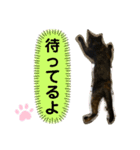 ねこのカワウソちゃん（個別スタンプ：8）