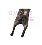 福ちゃんと菊ちゃん（個別スタンプ：15）