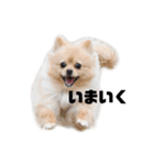 すすぎどうぶつえん2（個別スタンプ：1）