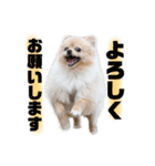 すすぎどうぶつえん2（個別スタンプ：5）