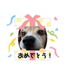 やんちゃビーグル☆わんたろう（個別スタンプ：1）