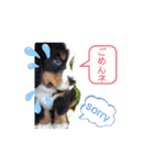 バニのつぶやき（個別スタンプ：12）