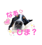 バニのつぶやき（個別スタンプ：15）