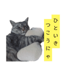 おおきなねこさん2（個別スタンプ：5）