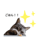 おおきなねこさん2（個別スタンプ：8）