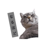 おおきなねこさん2（個別スタンプ：9）