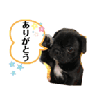 フレンチブルドックムウと愉快な仲間達（個別スタンプ：1）