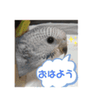 フレンチブルドックムウと愉快な仲間達（個別スタンプ：6）
