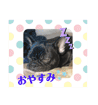 フレンチブルドックムウと愉快な仲間達（個別スタンプ：8）