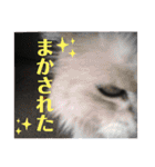 フレンチブルドックムウと愉快な仲間達（個別スタンプ：16）