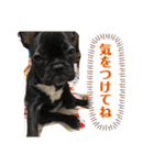 フレンチブルドックムウと愉快な仲間達（個別スタンプ：26）