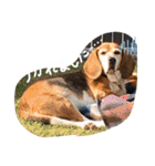 チームはしくん（個別スタンプ：1）