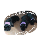 チームはしくん（個別スタンプ：2）
