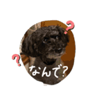 チームはしくん（個別スタンプ：13）