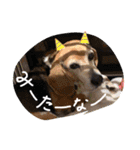 チームはしくん（個別スタンプ：15）