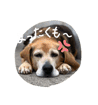 チームはしくん（個別スタンプ：16）