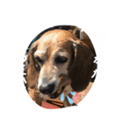 チームはしくん（個別スタンプ：21）