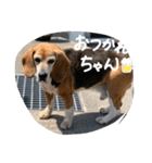 チームはしくん（個別スタンプ：24）