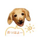 アロマのかわゆすたんぷ（個別スタンプ：5）