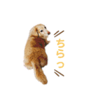 アロマのかわゆすたんぷ（個別スタンプ：7）