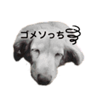 アロマのかわゆすたんぷ（個別スタンプ：24）