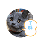 よねフレキャビ（個別スタンプ：5）