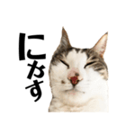 猫ず スタンプ（個別スタンプ：1）