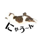 猫ず スタンプ（個別スタンプ：3）