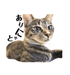 猫ず スタンプ（個別スタンプ：5）