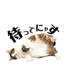 猫ず スタンプ（個別スタンプ：6）