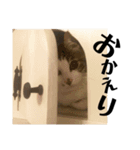 猫ず スタンプ（個別スタンプ：8）