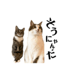 猫ず スタンプ（個別スタンプ：10）