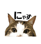 猫ず スタンプ（個別スタンプ：11）