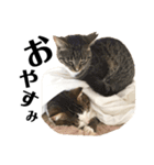 猫ず スタンプ（個別スタンプ：14）