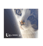 猫ず スタンプ（個別スタンプ：16）