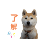 柴犬もも part3（個別スタンプ：1）