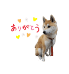 柴犬もも part3（個別スタンプ：2）