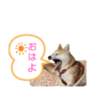 柴犬もも part3（個別スタンプ：4）