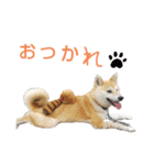 柴犬もも part3（個別スタンプ：5）