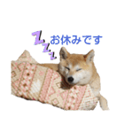 柴犬もも part3（個別スタンプ：6）