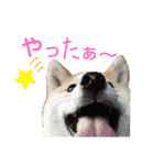 柴犬もも part3（個別スタンプ：7）