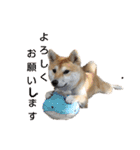 柴犬もも part3（個別スタンプ：8）