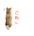 柴犬もも part3（個別スタンプ：10）