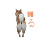 柴犬もも part3（個別スタンプ：11）