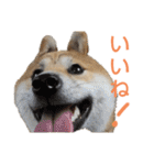 柴犬もも part3（個別スタンプ：12）