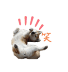 柴犬もも part3（個別スタンプ：13）
